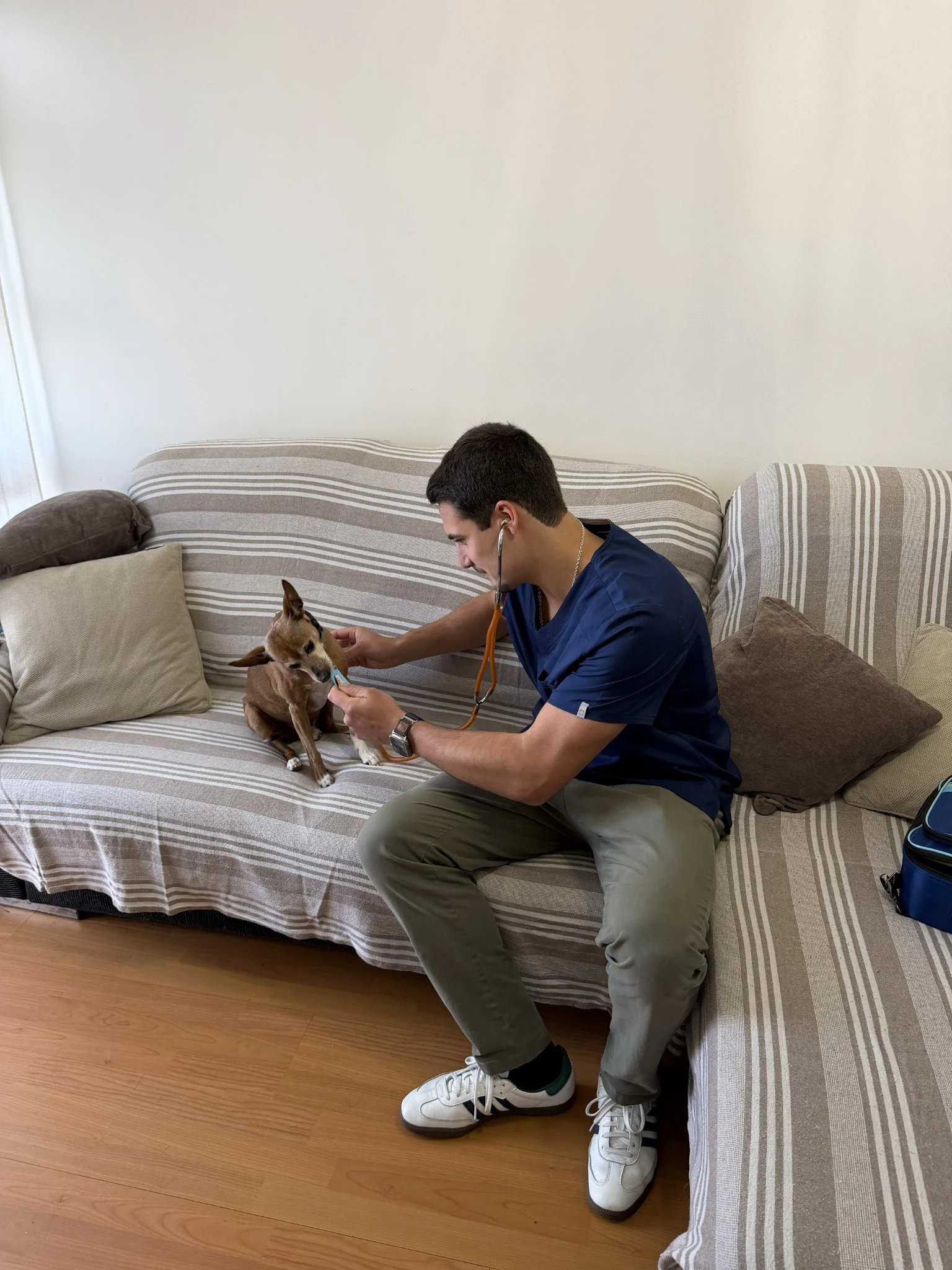 Consulta veterinária ao domicílio